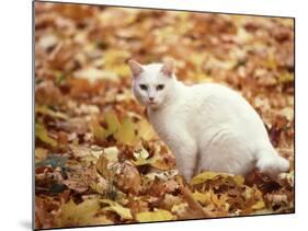 White Cat in Autumn Leaves-Rudi Von Briel-Mounted Photographic Print