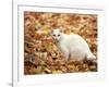 White Cat in Autumn Leaves-Rudi Von Briel-Framed Photographic Print