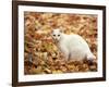 White Cat in Autumn Leaves-Rudi Von Briel-Framed Photographic Print