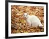 White Cat in Autumn Leaves-Rudi Von Briel-Framed Photographic Print