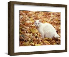 White Cat in Autumn Leaves-Rudi Von Briel-Framed Photographic Print