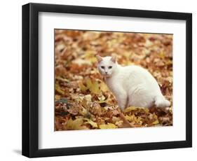 White Cat in Autumn Leaves-Rudi Von Briel-Framed Photographic Print