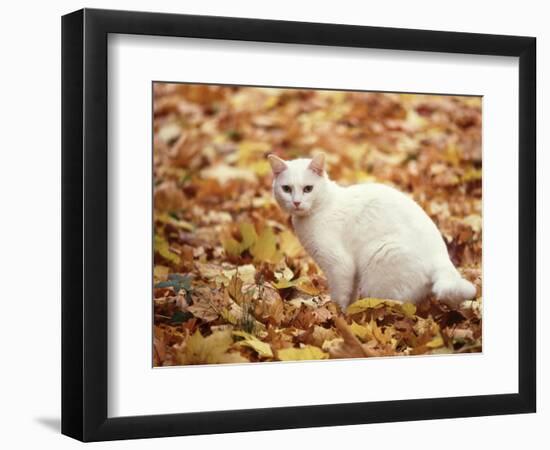 White Cat in Autumn Leaves-Rudi Von Briel-Framed Photographic Print