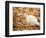 White Cat in Autumn Leaves-Rudi Von Briel-Framed Photographic Print