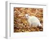 White Cat in Autumn Leaves-Rudi Von Briel-Framed Photographic Print