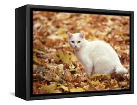 White Cat in Autumn Leaves-Rudi Von Briel-Framed Stretched Canvas