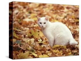 White Cat in Autumn Leaves-Rudi Von Briel-Stretched Canvas