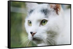 White cat on a terrace-Nadja Jacke-Framed Stretched Canvas