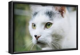 White cat on a terrace-Nadja Jacke-Framed Photographic Print