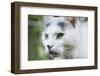 White cat on a terrace-Nadja Jacke-Framed Photographic Print