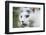 White cat on a terrace-Nadja Jacke-Framed Photographic Print