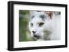 White cat on a terrace-Nadja Jacke-Framed Photographic Print