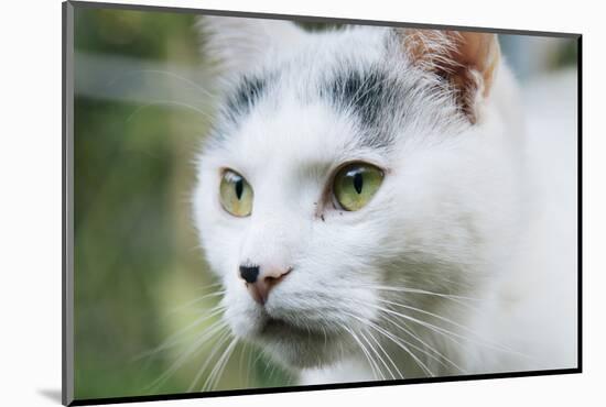 White cat on a terrace-Nadja Jacke-Mounted Photographic Print