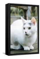 White cat on a terrace-Nadja Jacke-Framed Stretched Canvas