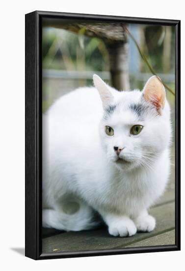 White cat on a terrace-Nadja Jacke-Framed Photographic Print