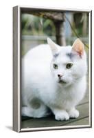 White cat on a terrace-Nadja Jacke-Framed Photographic Print