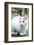 White cat on a terrace-Nadja Jacke-Framed Photographic Print