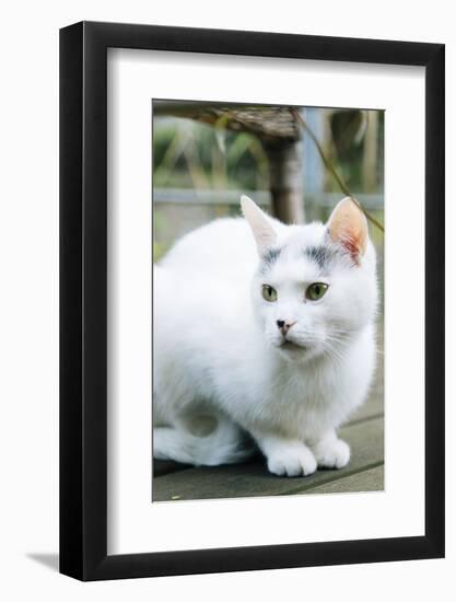 White cat on a terrace-Nadja Jacke-Framed Photographic Print