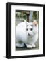 White cat on a terrace-Nadja Jacke-Framed Photographic Print