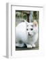 White cat on a terrace-Nadja Jacke-Framed Photographic Print