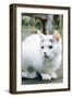 White cat on a terrace-Nadja Jacke-Framed Photographic Print