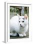 White cat on a terrace-Nadja Jacke-Framed Photographic Print