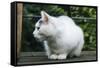 White cat on a terrace-Nadja Jacke-Framed Stretched Canvas