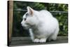 White cat on a terrace-Nadja Jacke-Stretched Canvas