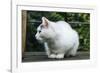 White cat on a terrace-Nadja Jacke-Framed Photographic Print