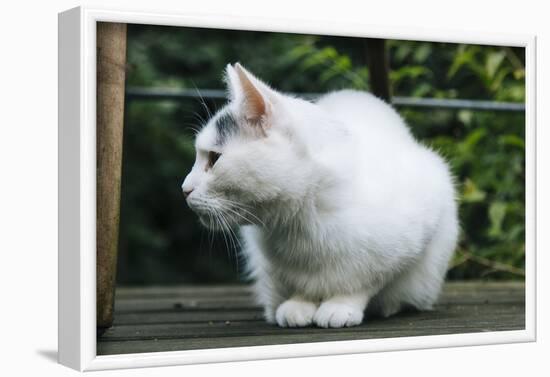 White cat on a terrace-Nadja Jacke-Framed Photographic Print