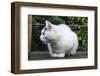 White cat on a terrace-Nadja Jacke-Framed Photographic Print