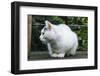 White cat on a terrace-Nadja Jacke-Framed Photographic Print