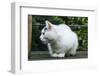 White cat on a terrace-Nadja Jacke-Framed Photographic Print