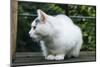 White cat on a terrace-Nadja Jacke-Mounted Photographic Print
