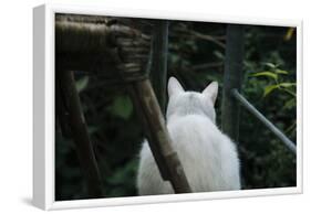 White cat on a terrace-Nadja Jacke-Framed Photographic Print