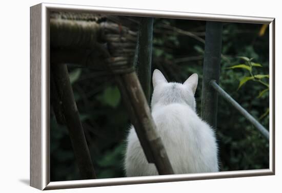 White cat on a terrace-Nadja Jacke-Framed Photographic Print
