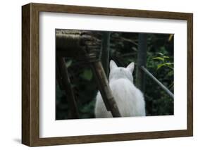 White cat on a terrace-Nadja Jacke-Framed Photographic Print