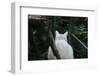 White cat on a terrace-Nadja Jacke-Framed Photographic Print