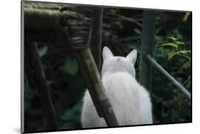 White cat on a terrace-Nadja Jacke-Mounted Photographic Print