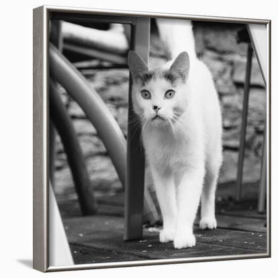 White cat on a terrace-Nadja Jacke-Framed Photographic Print