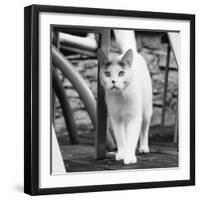 White cat on a terrace-Nadja Jacke-Framed Photographic Print