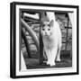 White cat on a terrace-Nadja Jacke-Framed Photographic Print