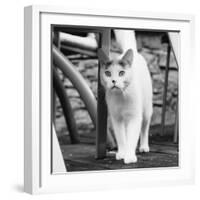 White cat on a terrace-Nadja Jacke-Framed Photographic Print