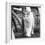 White cat on a terrace-Nadja Jacke-Framed Photographic Print