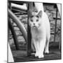 White cat on a terrace-Nadja Jacke-Mounted Photographic Print