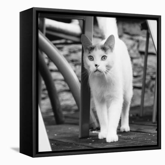 White cat on a terrace-Nadja Jacke-Framed Stretched Canvas