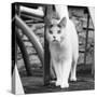 White cat on a terrace-Nadja Jacke-Stretched Canvas