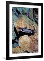 White Catfish (Ameiurus Catus), Crystal River, Florida, USA-Reinhard Dirscherl-Framed Photographic Print