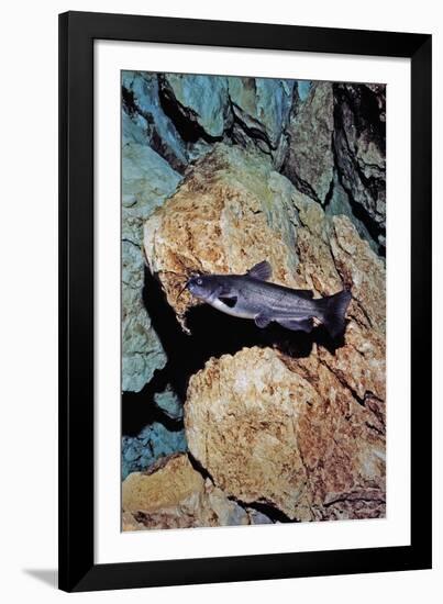 White Catfish (Ameiurus Catus), Crystal River, Florida, USA-Reinhard Dirscherl-Framed Photographic Print