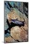 White Catfish (Ameiurus Catus), Crystal River, Florida, USA-Reinhard Dirscherl-Mounted Photographic Print